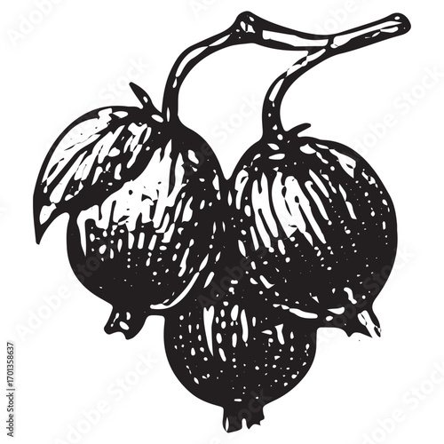 Magical Witchcraft Herbs: Mystical Pumpkin Plant Illustration