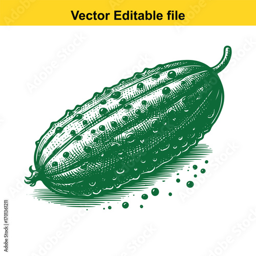 Hand drawn illustration of a fresh green cucumber isolated on white background