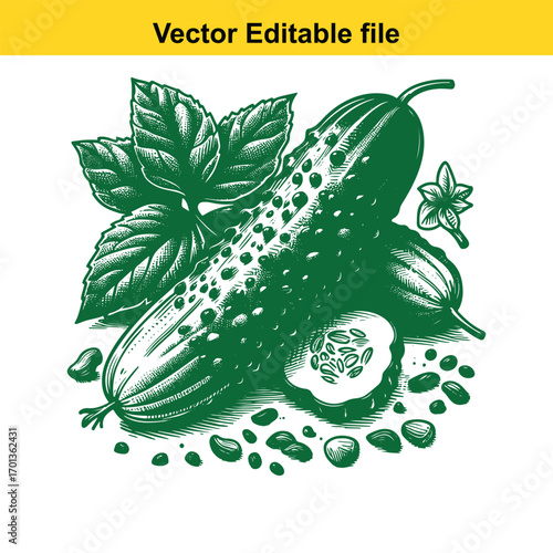 Fresh cucumbers and basil leaves, handdrawn illustration isolated on white background