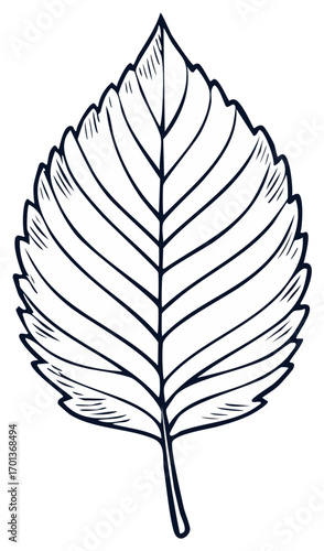 Simple leaf outline illustration, botanical element, plant drawing for design and decor.