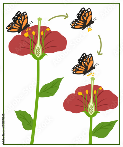 Illustration of butterfly pollination cycle on flower. Educational science diagram for kids, biology learning worksheet, and classroom material.