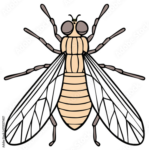 Drawing of a Beige Fly with Six Legs and Two Wings for Science Education