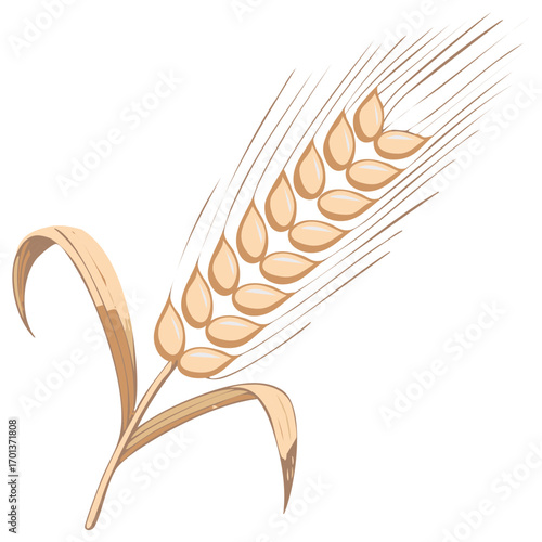 Isolated illustration of wheat ear with awns, grains, and leaves on a white background; agriculture and cereal theme, vector graphic