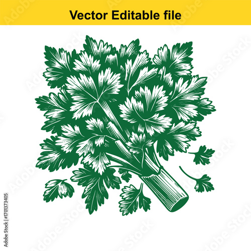 Bunch of fresh green parsley isolated on white background