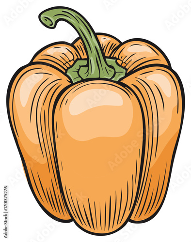 Colorful illustration of a ripe orange bell pepper vegetable, with green stem and veins.