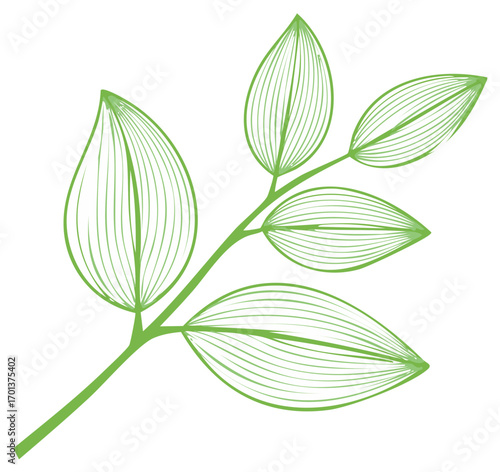 Delicate green outlined branch with five oval leaves showing vein details