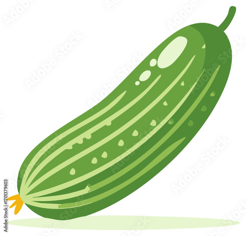 Fresh Green Cucumber with Stripes and Dots Isolated on White Background