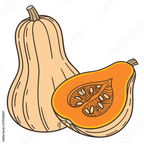 Delicious Butternut Squash A Colorful and Healthy Harvest