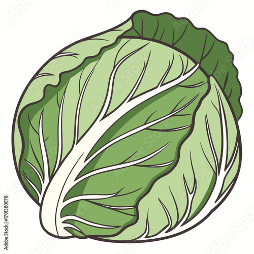 Fresh Cabbage A Vibrant Green Vegetable