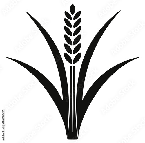 Wheat plant graphic. Grain plant monochrome vector design for agriculture themes.