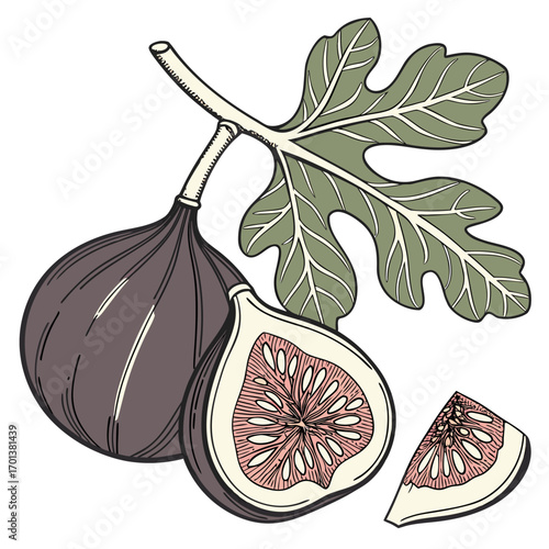 Luscious Fig Still Life A Botanical Sketch
