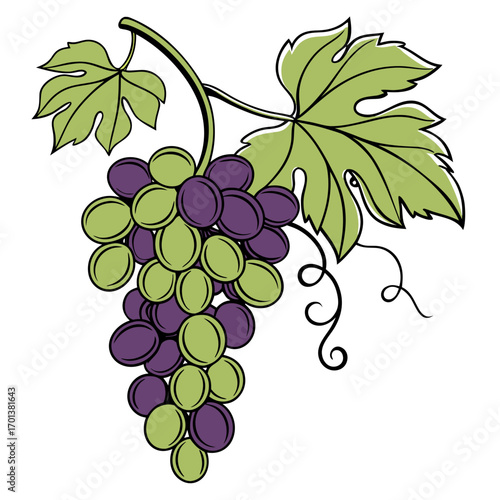 Colorful bunch of grapes with leaves on a vine illustration
