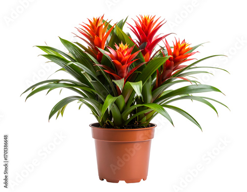 Bromelia plant in pot isolated on transparent png