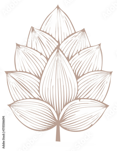 Elegant hop cone line art illustration isolated botanical graphic for beer and brewing