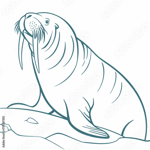 Arctic walrus line drawing concept illustration for creative projects