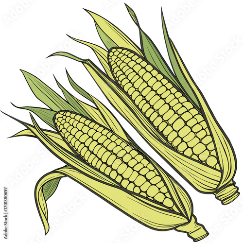 Artistic drawing of fresh sweet corn with green husks