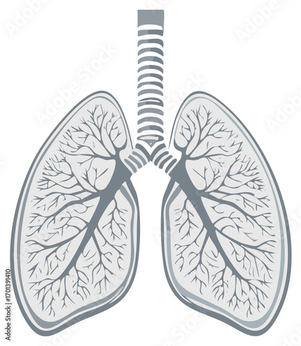 Anatomical vector illustration of human lungs and the respiratory system
