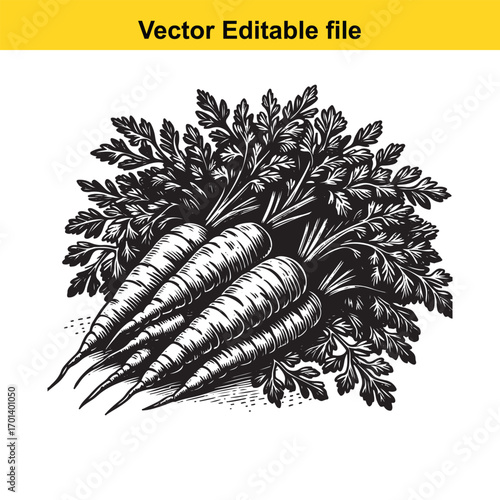 Bunch of fresh carrots with green leaves isolated on white background
