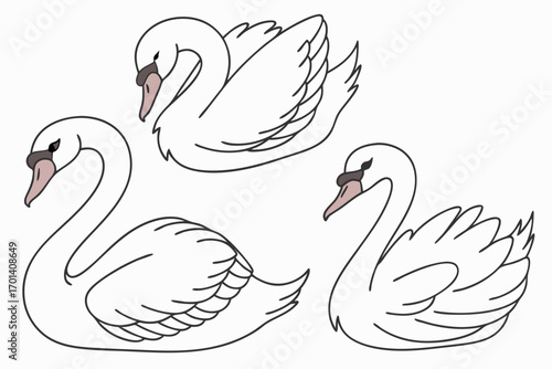 two swans on the water