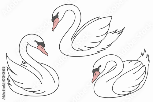 two swans on the water