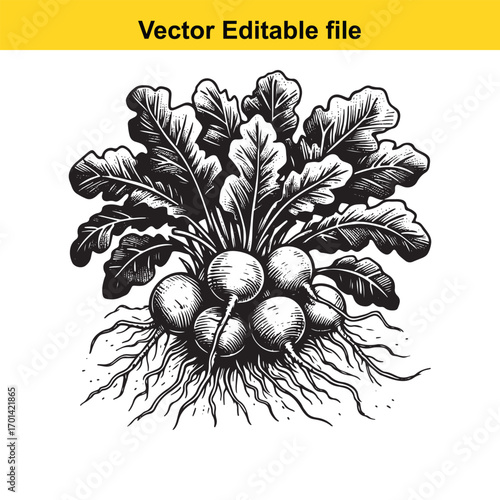 Freshly harvested radishes with roots and leaves, isolated on white background