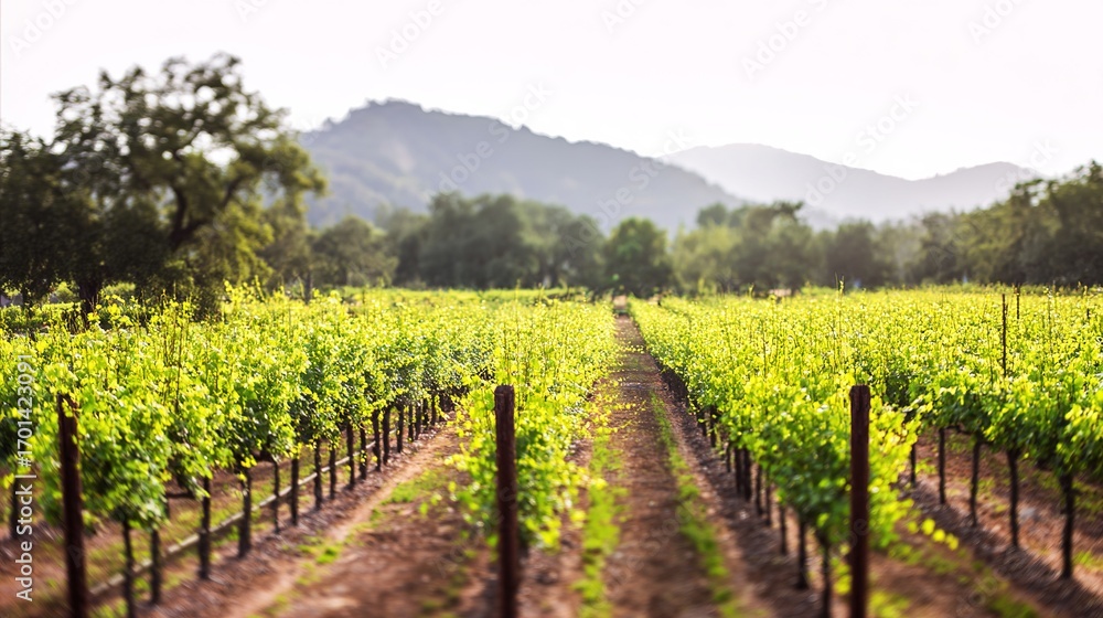 Obraz premium ブドウ園。自然光の下、整然と並んだブドウの木々が、静寂と成長を想起させる、穏やかなブドウ園の風景。旅行雑誌。