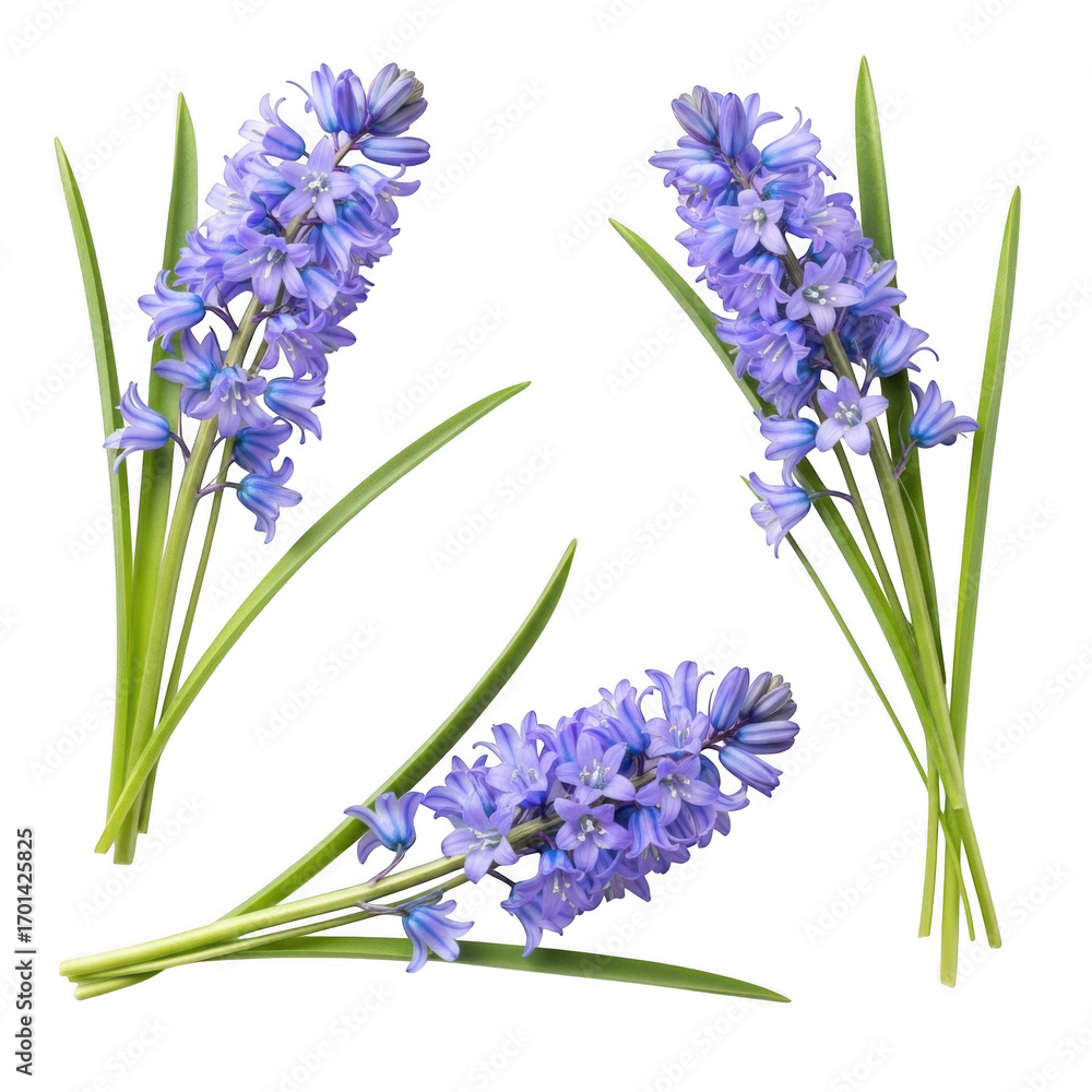 Naklejka premium 3d bluebell flowers delicate spring botanical elements transparent background