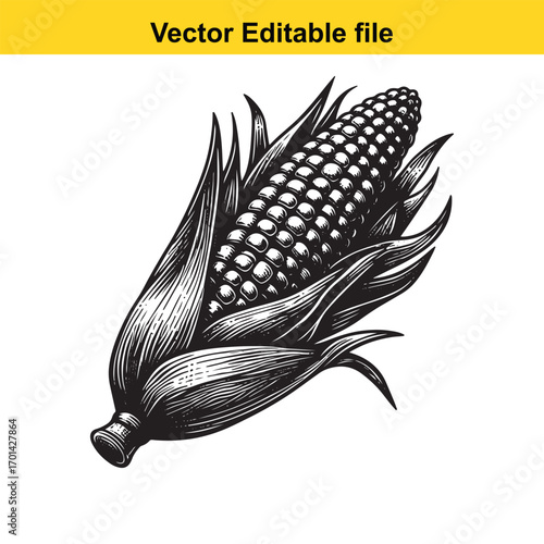 Engraving of a ripe ear of corn with husks, isolated on white background