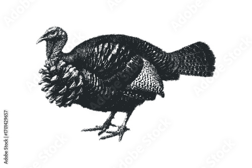 Wild turkey isolated with texture. Vector hand drawn illustration