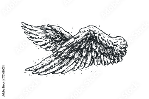 Sketch of Angel Wings on Transparent. Vector hand drawn illustration