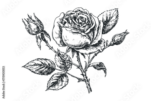 Detailed ink sketch of a blooming rose with buds and leaves on a transparent background. Vector hand drawn illustration
