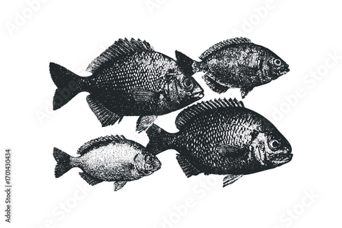 Four fish swimming image on transparent background. Vector hand drawn illustration