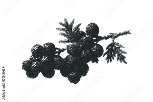 Textured Dark Berries on Branch. Vector hand drawn illustration