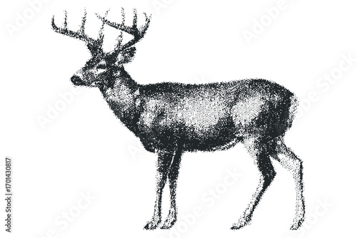 Stag deer animal with transparent background. Vector hand drawn illustration