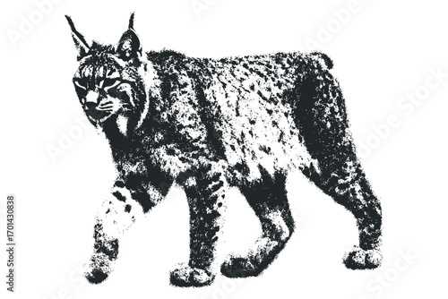 Monochromatic Lynx Walking on Transparent Background. Vector hand drawn illustration