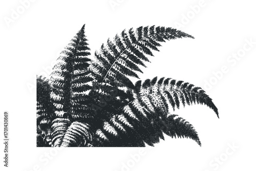 Pristine fern fronds rendered with stippling on transparent background. Vector hand drawn illustration