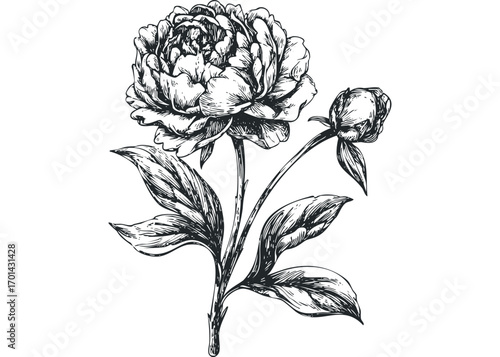 Hand drawn peony flower with bud and leaves. Vector hand drawn illustration