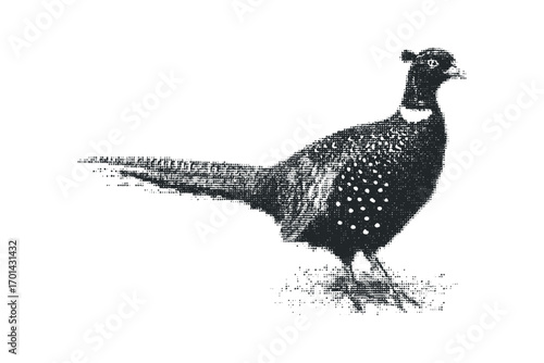 Pheasant bird profile graphic isolated on white. Vector hand drawn illustration