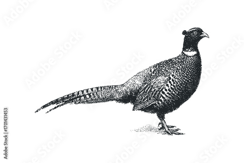 Pen and ink drawing of a pheasant bird on transparent background. Vector hand drawn illustration