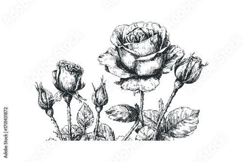 Pen and ink drawing of a rose bloom with buds on a transparent background. Vector hand drawn illustration