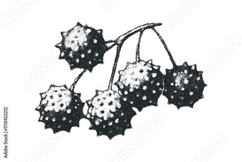 Group of five spiky seed pods on a branch. Vector hand drawn illustration
