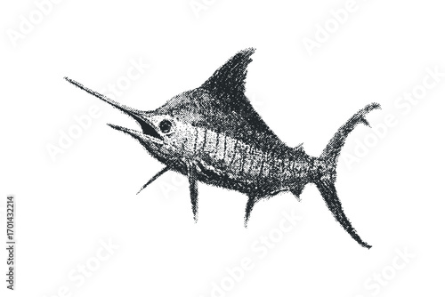 Mono textured marlin silhouette isolated on transparent white. Vector hand drawn illustration