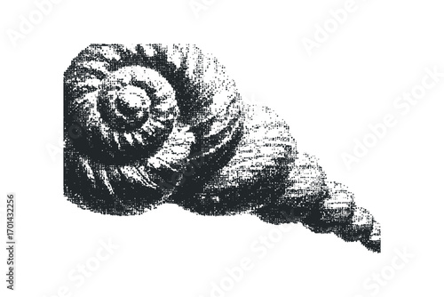 Fossilized spiral shell detailed texture. Vector hand drawn illustration
