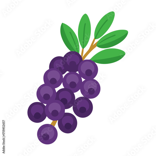 Illustration of purple grapes