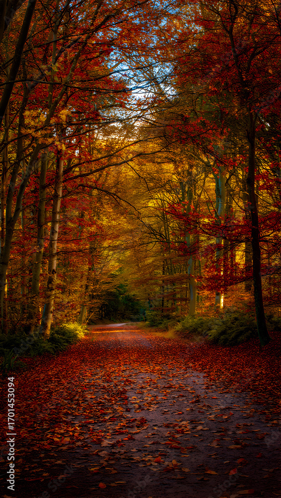 Obraz premium Golden autumn forest path bathed in warm sunlight through colorful trees