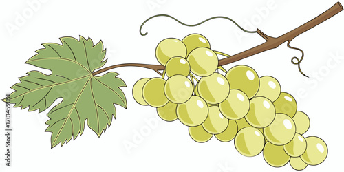 A realistic bunch of green grapes with smooth, glossy skin, arranged tightly together and attached to a brown stem. A few vibrant green grapevine leaves are also attached. The lighting is soft and nat