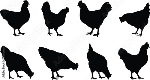 Chicken silhouette, hen vector illustration, poultry bird design, farm animal graphic, agriculture element, domestic livestock art, organic food, countryside farming symbol