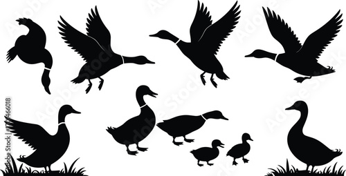 Duck silhouettes flying, walking, swimming, duck family with ducklings, wild waterfowl vector illustration, bird shapes, nature wildlife animal design