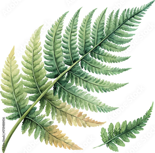 Green Fern Plant Classic Watercolor Botanical Illustration