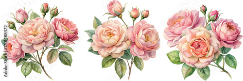 Vintage  Illustration of Pink Roses Watercolor Botanical Vector Set  Collection